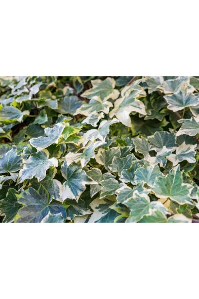 Плющ англійський Варієгата